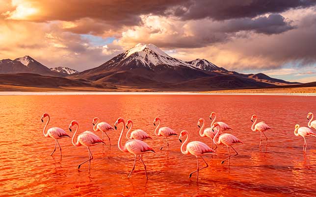 laguna colorada y flamingos
