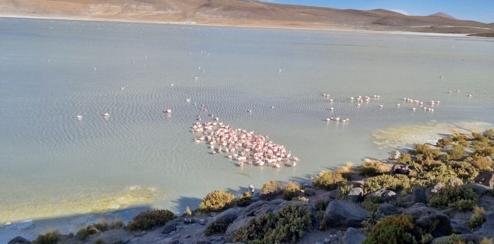 Laguna Colorada 990x490